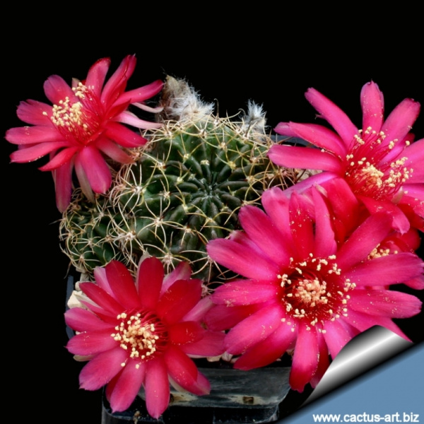 Файл:Echinopsis cinnabarina 1.jpg