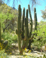 Echinopsis terscheckii 6.JPG