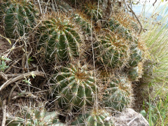 Echinopsis walteri .JPG