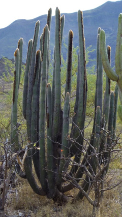 Espostoa superba 0.jpg