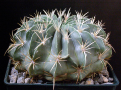 Ferocactus macrodiscus ssp. macrodiscus.JPG