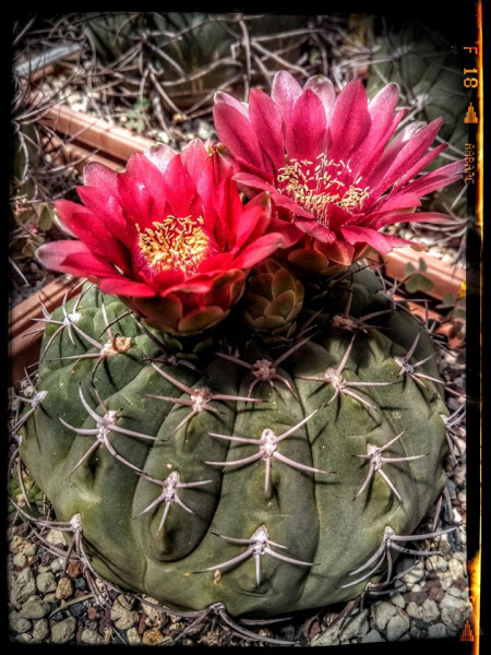 Файл:Gymnocalycium oenanthemum 40.jpg