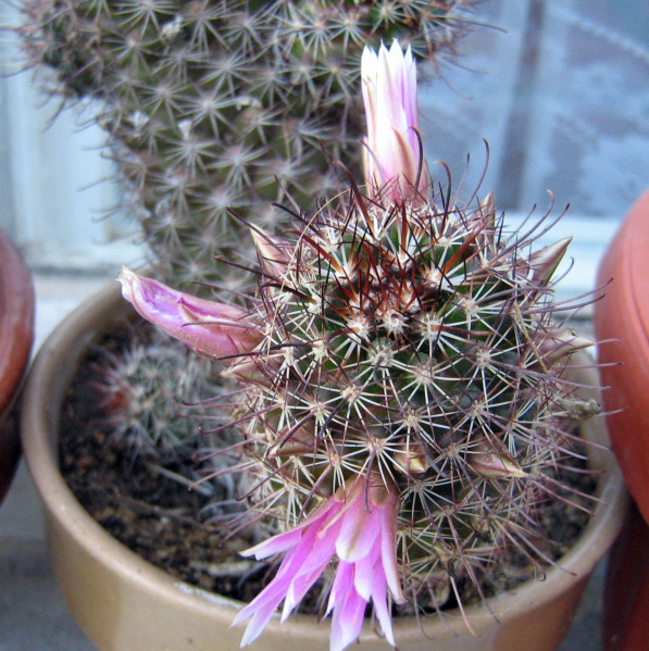 Файл:Mammillaria sheldonii.jpg