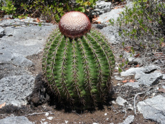 Melocactus intortus 2h.jpg