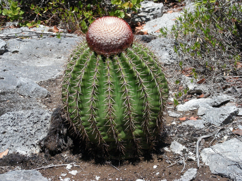 Файл:Melocactus intortus 2h.jpg