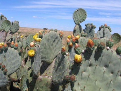Opuntia robusta-flowers.jpg