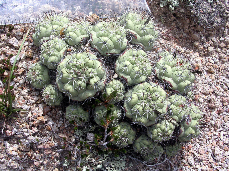 Файл:Ortegocactus macdougallii 8.jpg
