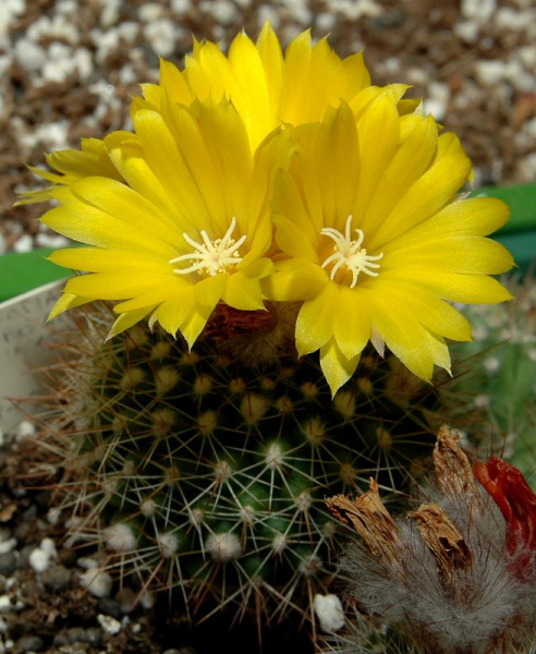 Файл:Parodia formosa 001.jpg