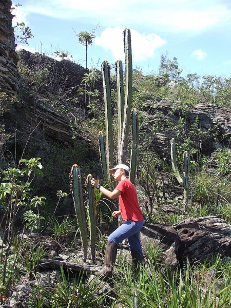 Файл:Pilosocereus fulvilanatus ssp. fulvilanatus 06.JPG