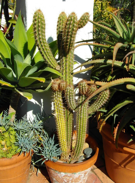 Файл:Pilosocereus gounellei 05.JPG