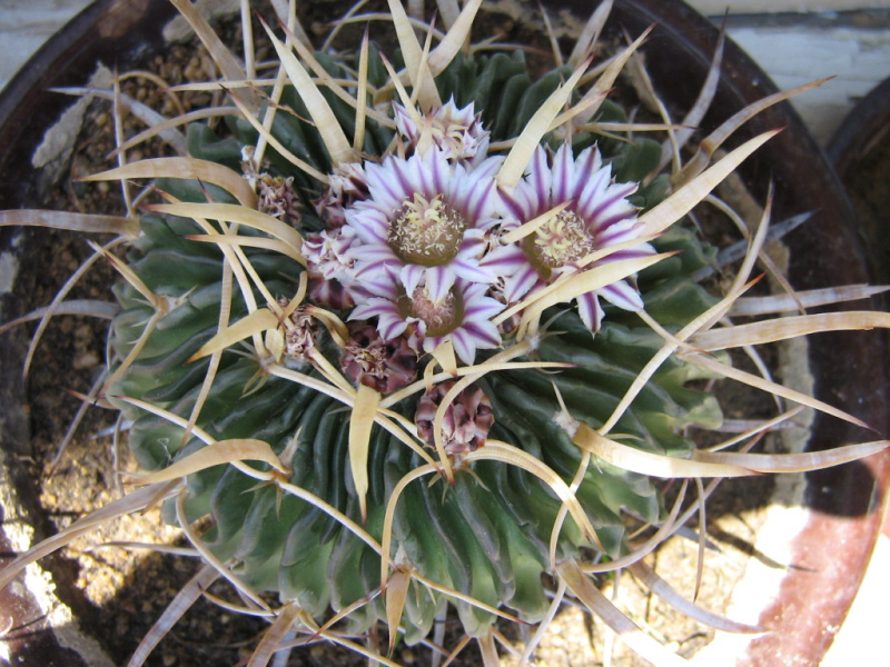 Файл:Stenocactus pentacanthus3.jpg