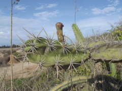 Stenocereus standleyi 2.jpg