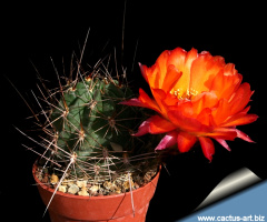 Echinopsis pugionacantha ssp. pugionacantha 1.jpg