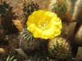 Echinopsis thionantha ssp. glauca 1.jpg