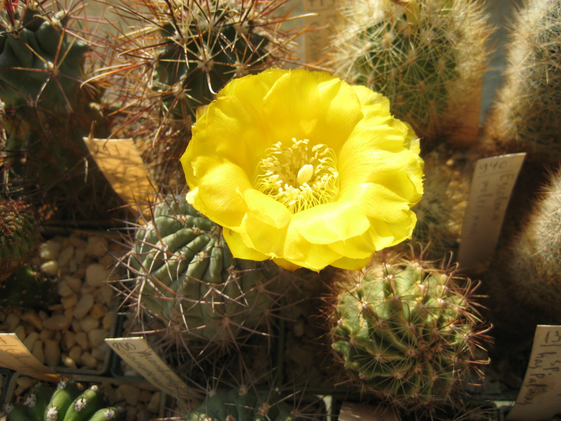 Файл:Echinopsis thionantha ssp. glauca 1.jpg
