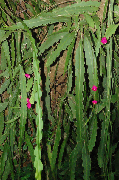 Файл:Epiphyllum hookeri subsp. pittieri 2h.jpg