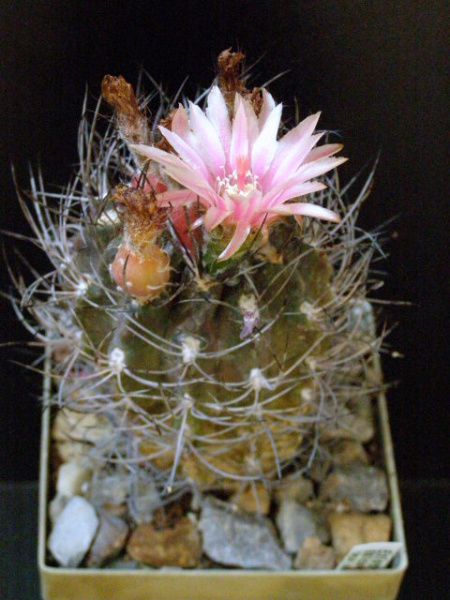 Файл:Eriosyce eriosyzoides ssp. atroviridis 1.jpg