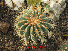 Ferocactus diguetii 3.jpg