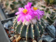 Geohintonia mexicana 3.jpg