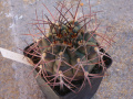 Gymnocalycium schickendantzii ssp. schickendantzii P17