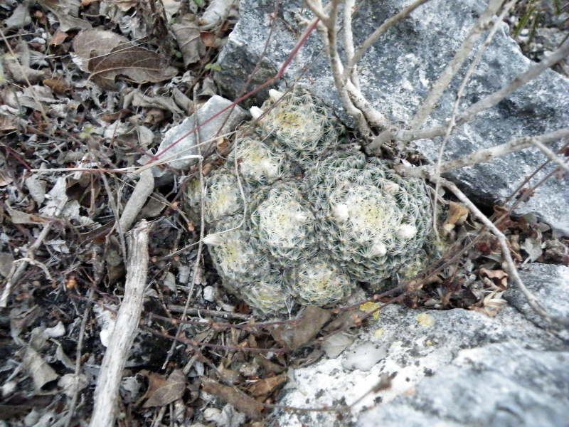 Файл:Mammillaria dumetorum 2.jpg