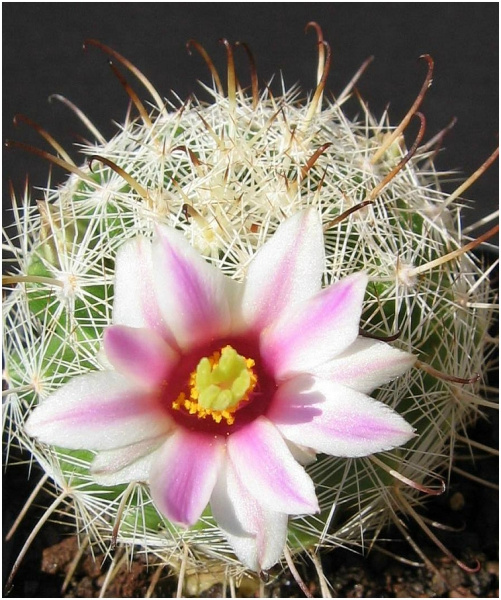 Файл:Mammillaria insularis 2.jpg