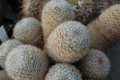 Mammillaria nana LAU 1091