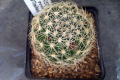 Mammillaria napina 273.jpg