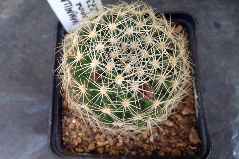 Файл:Mammillaria napina 273.jpg