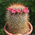 Mammillaria nunezii 12074.jpg