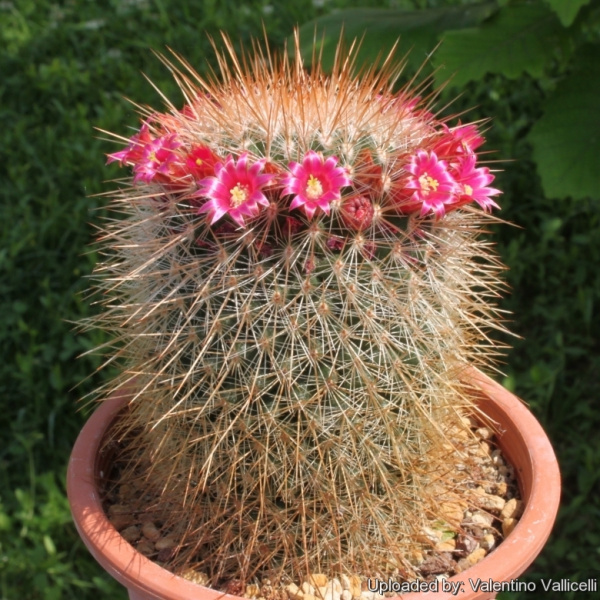 Файл:Mammillaria nunezii 12074.jpg
