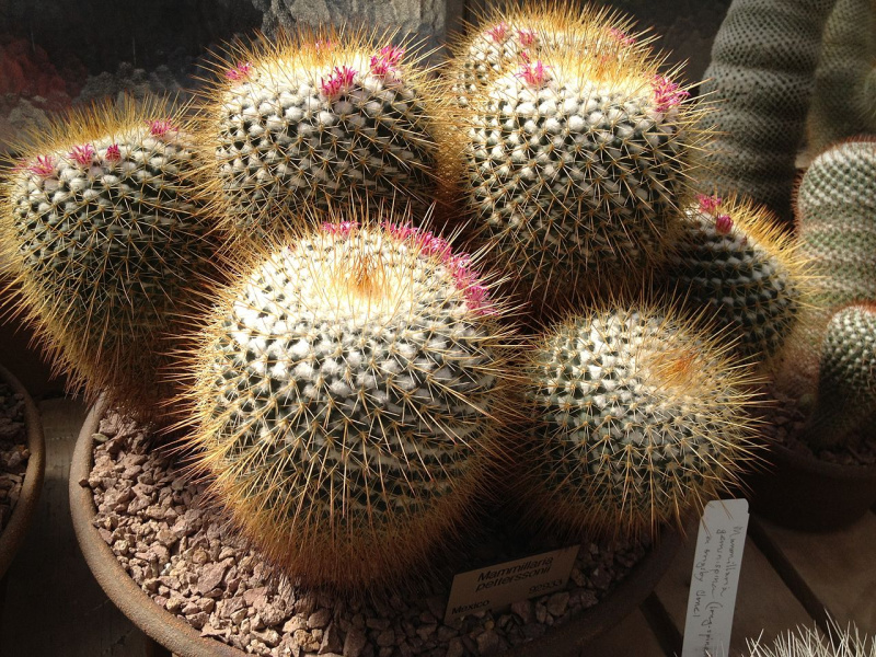 Файл:Mammillaria petterssonii 5.jpg
