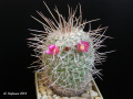 Mammillaria varieaculeata 5.jpg