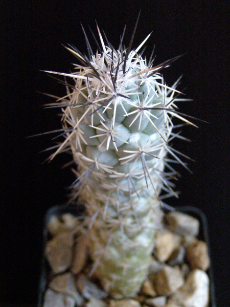 Файл:Neolloydia matehualensis.JPG