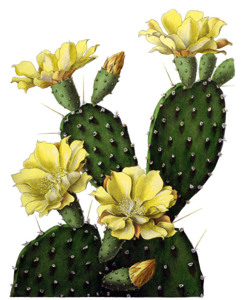 Файл:Opuntia decumbens BlKakteenT132.jpg