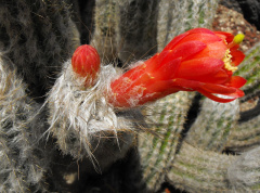 Oreocereus doelzianus subsp. sericatus.jpg