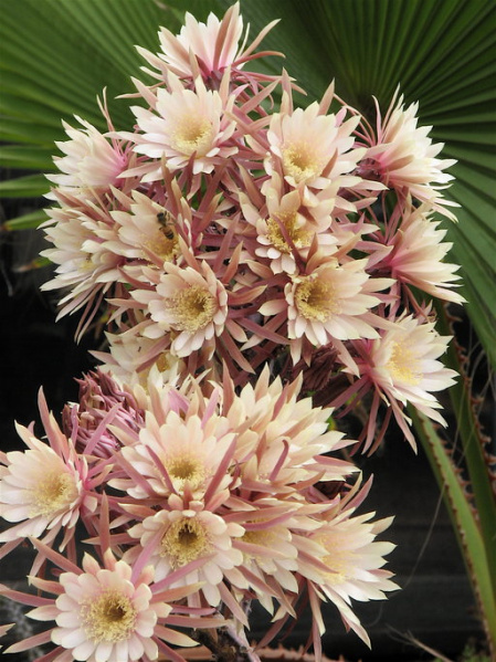 Файл:Peniocereus maculatus.jpeg