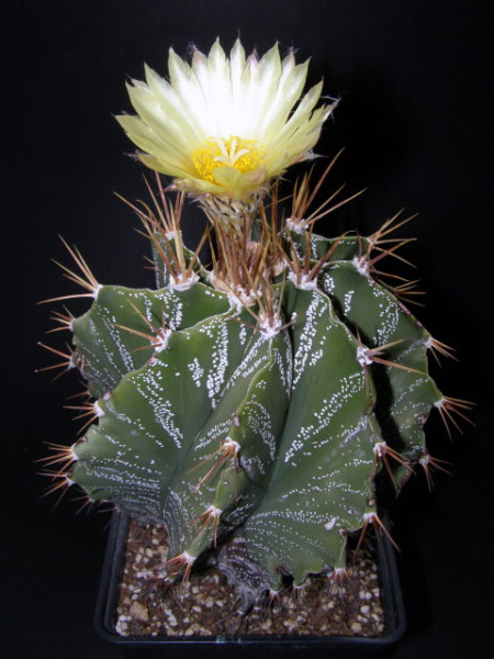 Файл:Astrophytum ornatum 3.jpg