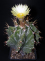 Astrophytum ornatum 3.jpg