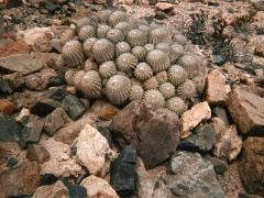 Copiapoa cinerascens 2.jpg