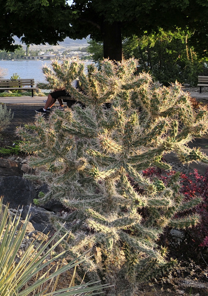 Файл:Cylindropuntia imbricata 3.JPG