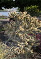 Cylindropuntia imbricata 3.JPG