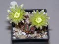 Echinocereus viridiflorus ssp. viridiflorus.JPG