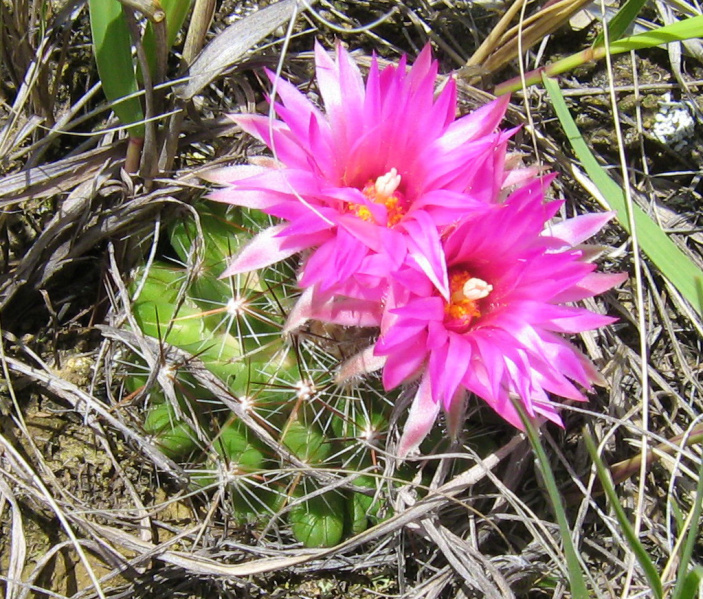 Файл:Escobaria vivipara A3.jpg