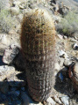 Ferocactus cylindraceus ssp. cylindraceus 3.JPG