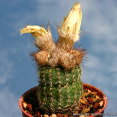 Frailea pygmaea aurea 13193.jpg