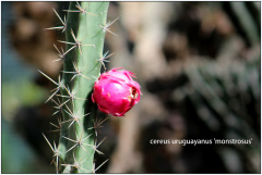 Harrisia pomanensis 1.jpg