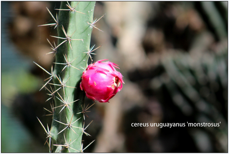 Файл:Harrisia pomanensis 1.jpg