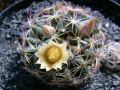 Mammillaria picta 2.jpg