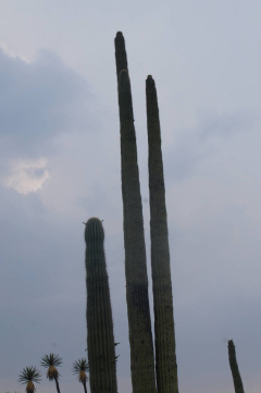 Neobuxbaumia mezcalaensis.jpg